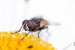 House fly sucking  the nectar of a flower