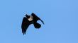 Crow in mid flight