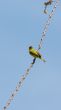 A yellow Robin on a tree