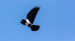 Crow in mid flight