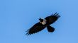 Crow in mid flight