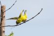 A yellow Robin on a tree