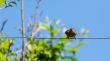 Bird on a wire