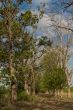 Giant trees in the field
