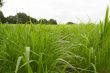 Elephant Grass