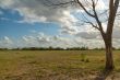 Tree in the meadow