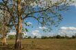 Trees in the meadow