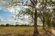 Trees in the meadow