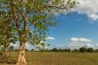 Trees in the meadow