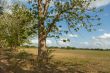 Trees in the meadow
