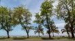 Trees by the shores of Maputo Bay