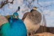 Couple of peacock