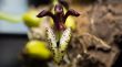 Bulbophyllum lasiochilum (Black)