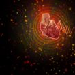 3d render medical illustration of the human heart 