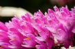 Pink Toothbrush Orchid flower