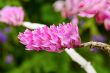 Pink Toothbrush Orchid flower