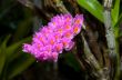 Pink Toothbrush Orchid flower