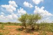 Shrubs in the dry savannah grasslands of Botswana

