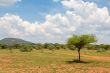 Shrubs in the dry savannah grasslands of Botswana

