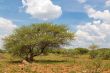 Shrubs in the dry savannah grasslands of Botswana

