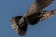 A pigeon in mid flight