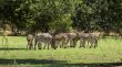 Zebras grazing