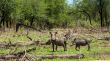 African warthog