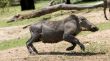 African warthog