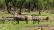 African warthog