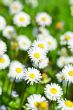 chamomile flowers field