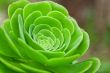 succulent plant