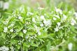 blossoming tree brunch with white flowers