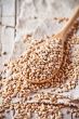 wheat grain in wooden spoon