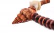 Shell with wood beads on the white background