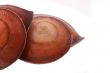 The two Shell on the white background