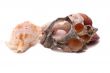 The Old Shell on the white background
