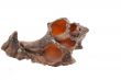 The Old Shell on the white background