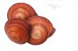 The Three Shell on the white background