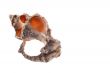 The single shell on the white background cut