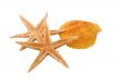 Two Starfish and one Shell on the White Background