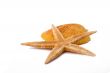The Starfish and Shell on the white background