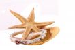 The Starfish and Shell on the white background