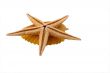 The Starfish with shell on the white background