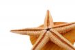 The Starfish with the shell on the white background