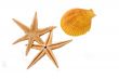 Two Starfish with the shell on the white background