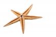The single starfish on the white background