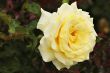 Lemon Rose
