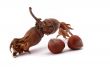The Hazelnut and in the leaf on white background