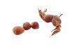 The Hazelnut and in the leaf on white background