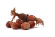 The Hazelnut and in the leaf on white background